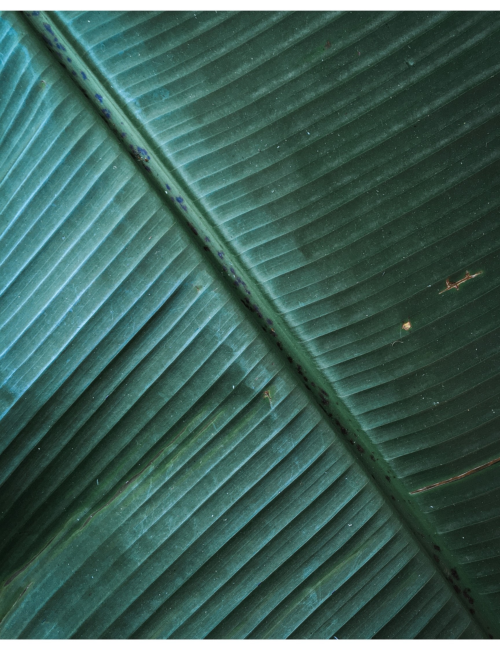 Close-up of a textured green leaf.